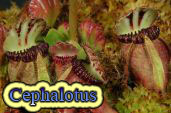 Cephalotus