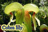 Cobra lily