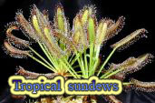 Tropical sundews
