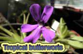 Tropical butterworts