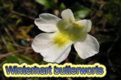 Winterhart butterworts
