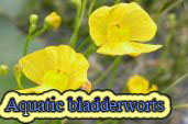 Aquatic bladderworts