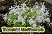 Terrestrial bladderworts